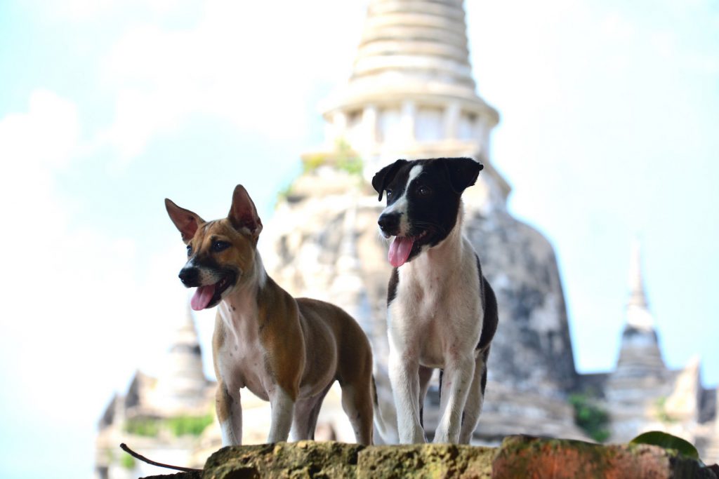 Thailand dog